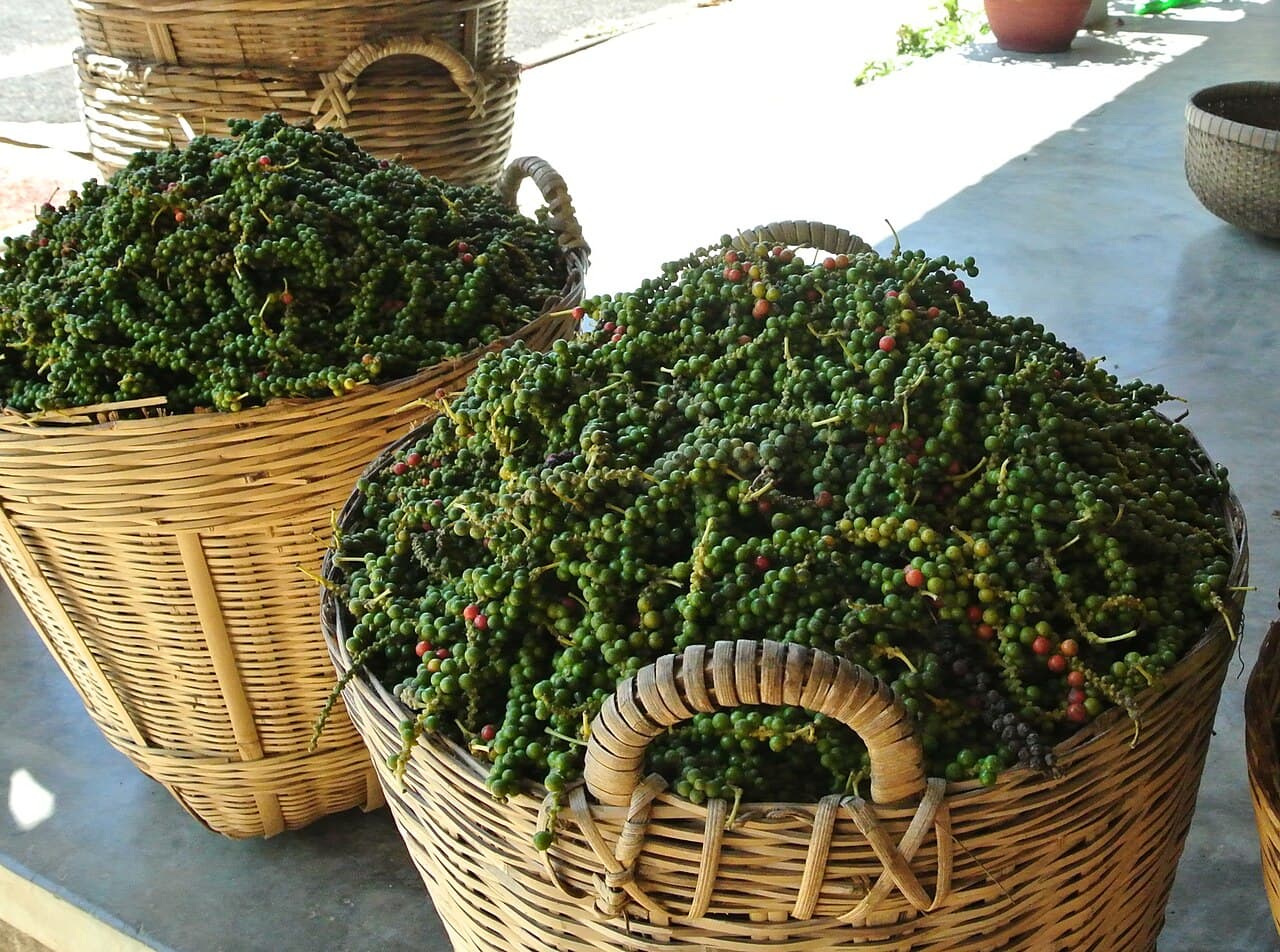 Hai giỏ hồ tiêu xanh vừa thu hoạch