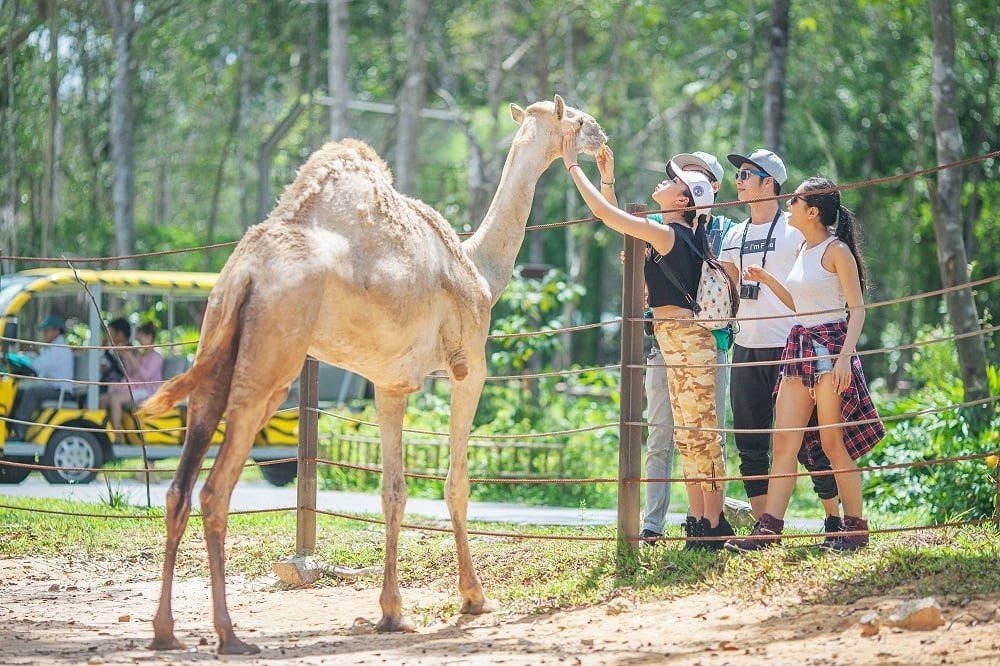 Du khách đưa tay chạm vào một con lạc đà cạnh xe điện