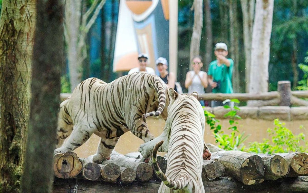 Hai con hổ trắng trên những thân gỗ